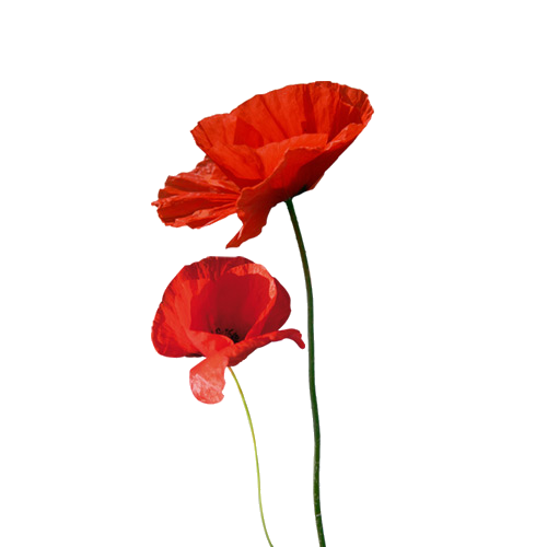 Coquelicot png